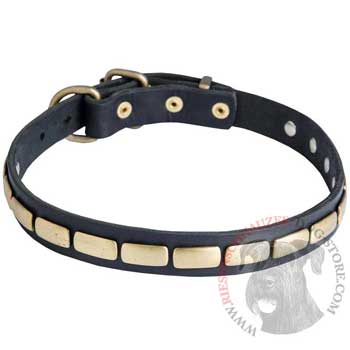 Walking Leather Collar with Brass Decoration for Riesenschnauzer