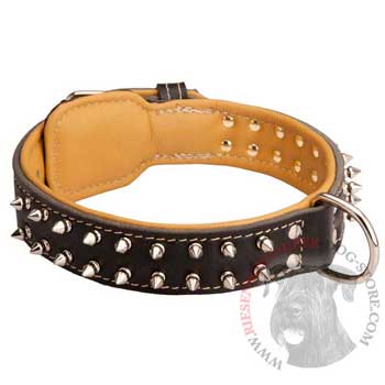 Riesenschnauzer Collar Leather Spiked Padded