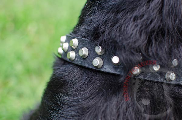 Riesenschnauzer Collar Decorated with 3 Rows of Cones