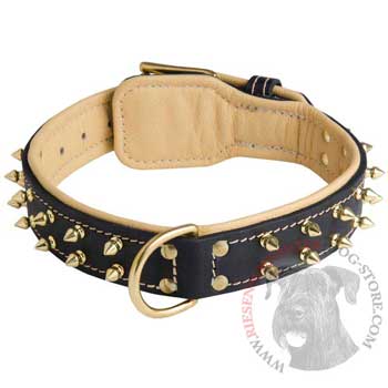 Leather Riesenschnauzer Collar Spiked Padded with Nappa Leather Adjustable 
