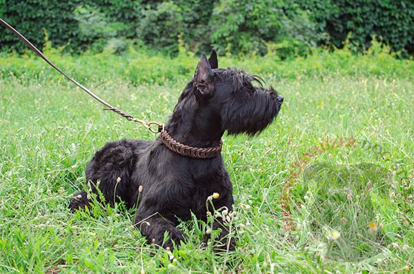 Strong leather Reisenschnauzer choke collar for effective training