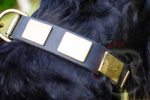 Brass Buckle and D-ring Stitched to Riesenschnauzer Leather Collar