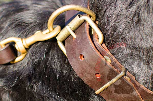 Brass Buckle and D-ring Stitched to Studde Leather Riesenschnauzer Collar 