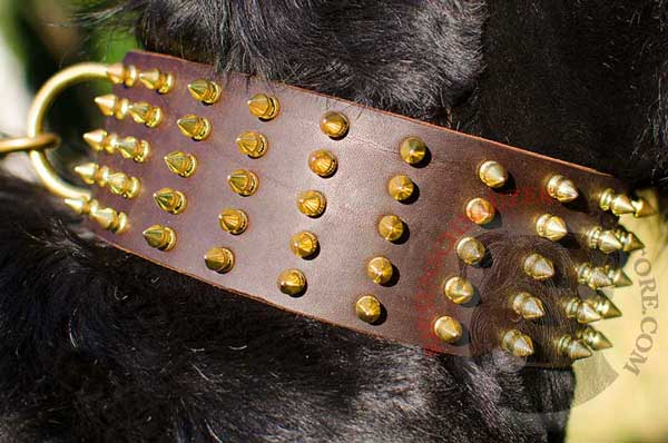 Gold-like Spikes on Stylish Riesenschnauzer Leather Collar