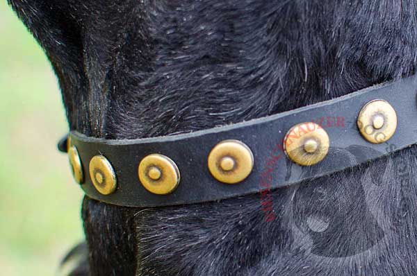 Doted Circles Riveted to Riesenschnauzer Leather Collar