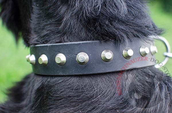 Attractive leather Reisenschnauzer collar decorated with row of handset pyramids