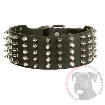 Riesenschnauzer Spiked Studded  Leather Collar
