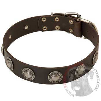 Training Leather   Riesenschnauzer Collar for Stylish Dogs