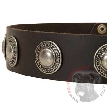 Leather Dog Collar with Conchos for   Riesenschnauzer