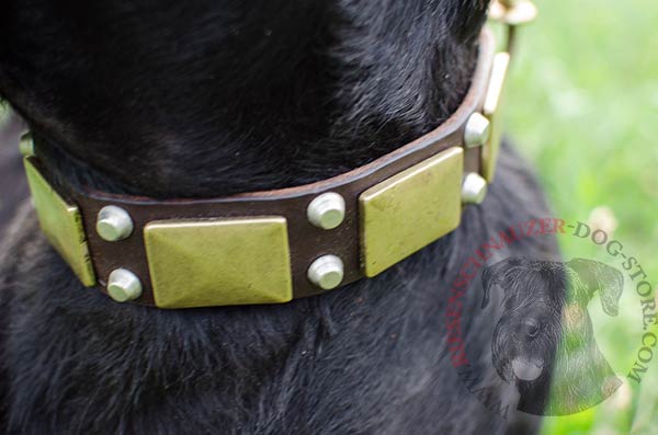 Strong and comfortable collar with brass plates and nickel-plated cones