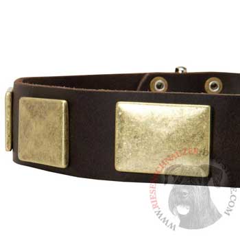 Leather Dog Collar with Massive Brass Plates for Riesenschnauzer