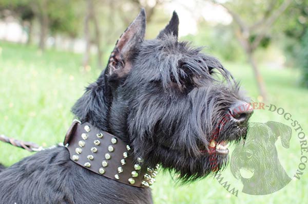 Mega strong leather collar for Riesenschnauzer