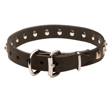Leather Dog Collar for Riesenschnauzer with Studs