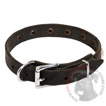 Leather Dog Puppy Collar with Steel Nickel Plated Studs for Riesenschnauzer