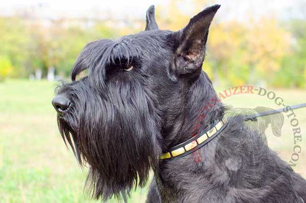 Riesenschnauzer Narrow Leather Collar Decorated with Horisontal Gold-like Plates