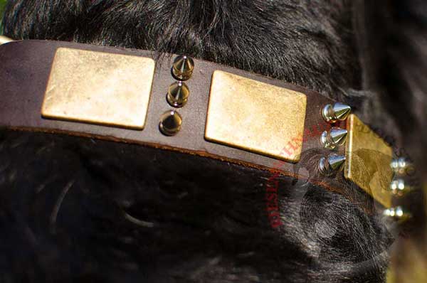 Nickel Spikes and Brass Plates Decorate Riesenschnauzer Leather Collar