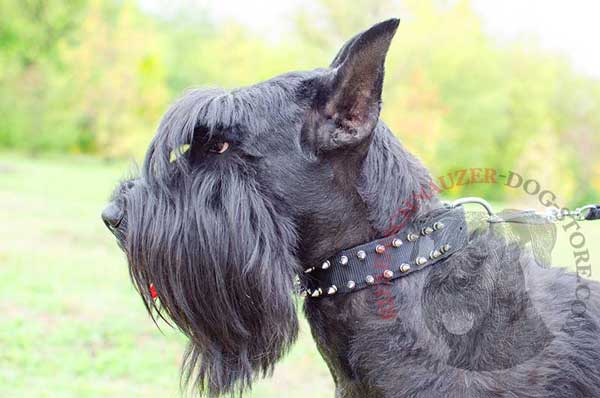 Fashion nylon dog collar with spikes for Riesenschnauzer