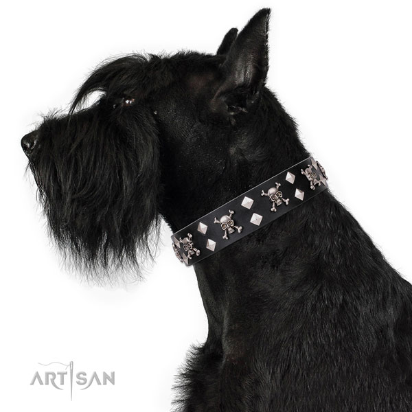 Walking studded dog collar of strong natural leather