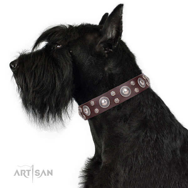 Everyday walking decorated dog collar of finest quality leather