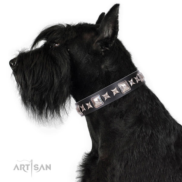 Everyday walking decorated dog collar of quality material
