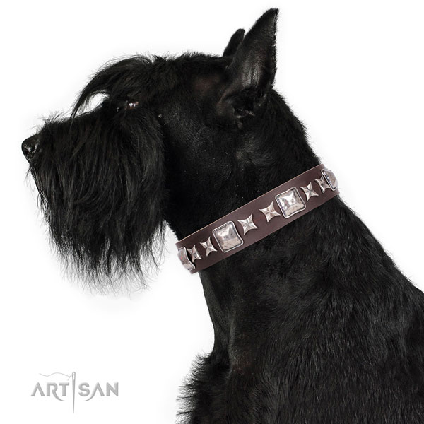 Fancy walking embellished dog collar of quality material