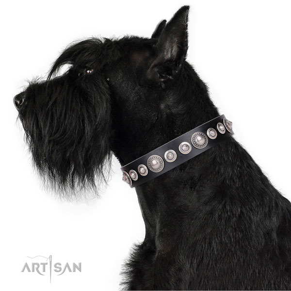 Impressive studded natural leather dog collar for fancy walking
