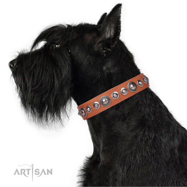 Stunning studded natural leather dog collar for basic training