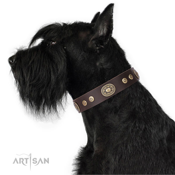 Designer studded genuine leather dog collar for daily walking