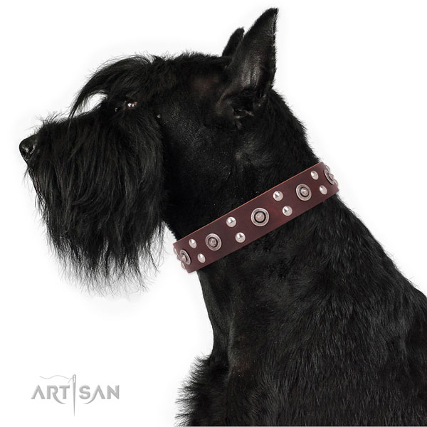 Daily walking decorated dog collar made of reliable leather