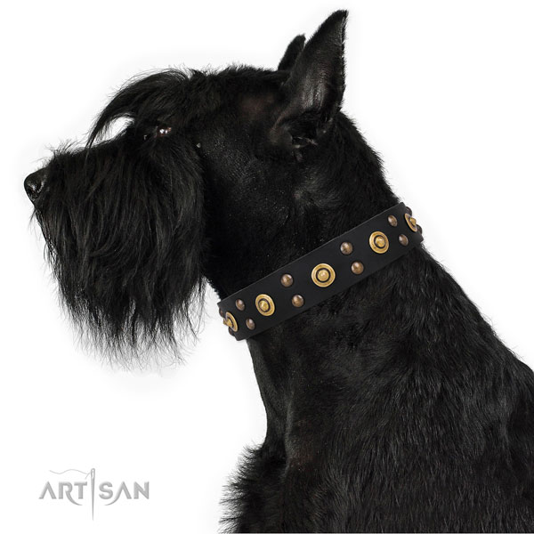 Stylish walking dog collar with top notch embellishments