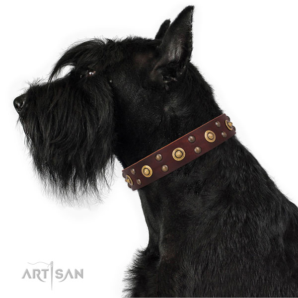 Comfy wearing dog collar with designer adornments