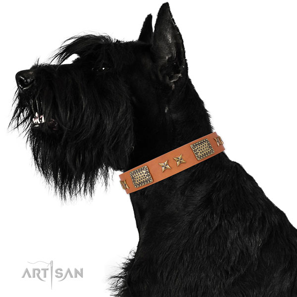 Daily walking dog collar with impressive adornments