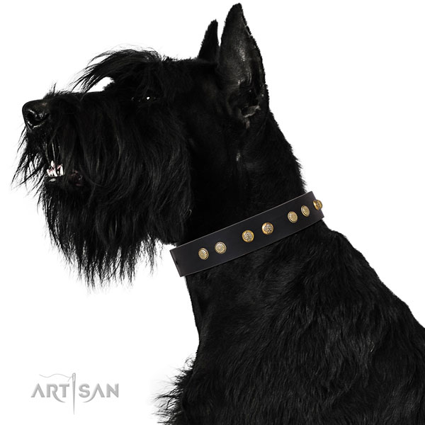 Exceptional adornments on everyday use full grain leather dog collar