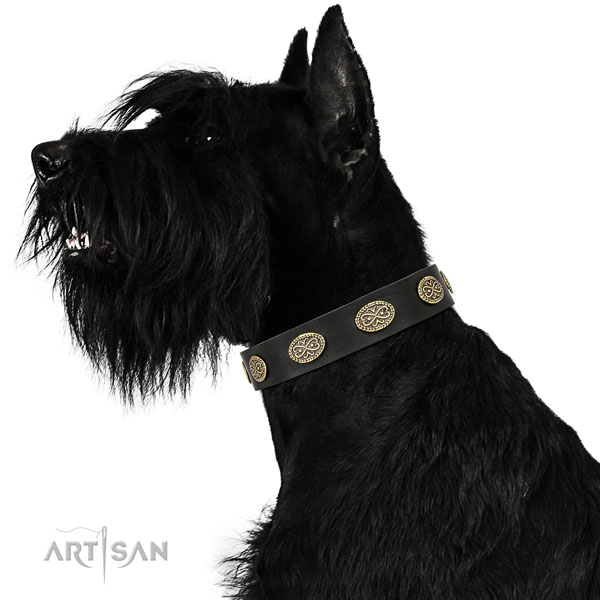 Extraordinary studs on handy use leather dog collar
