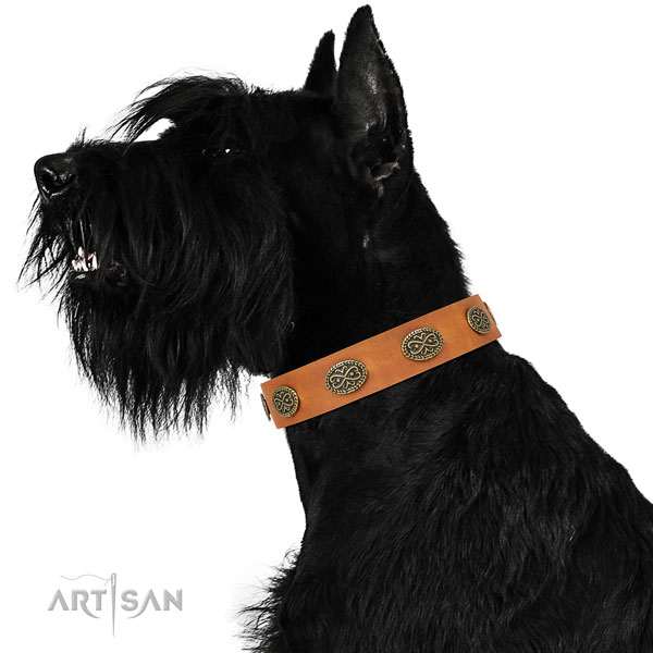 Remarkable studs on stylish walking full grain genuine leather dog collar