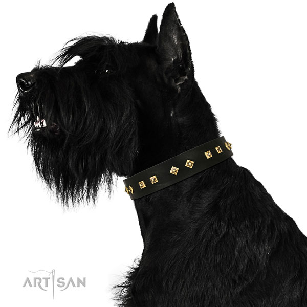 Stylish studs on everyday walking full grain natural leather dog collar