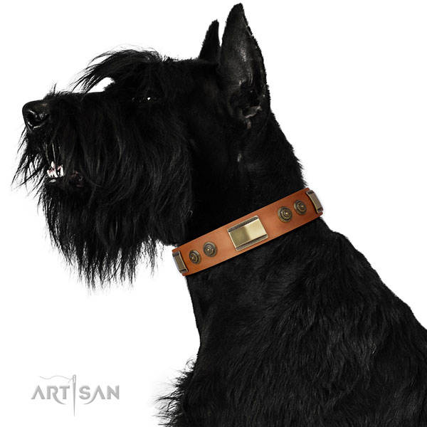 Amazing embellishments on fancy walking dog collar