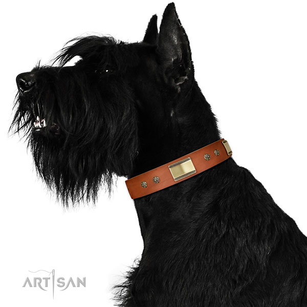 Everyday walking dog collar of genuine leather with designer embellishments