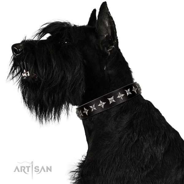 Walking embellished dog collar of finest quality natural leather