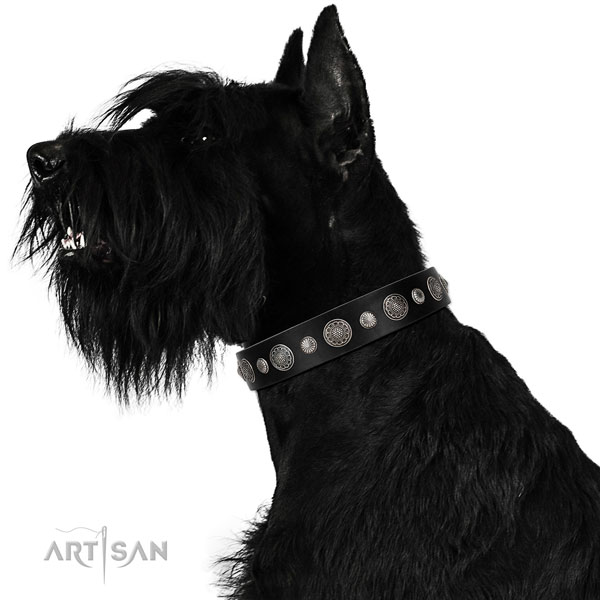 Natural leather collar with durable fittings for your beautiful canine