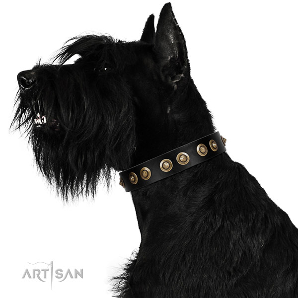 Walking dog collar of natural leather with extraordinary embellishments