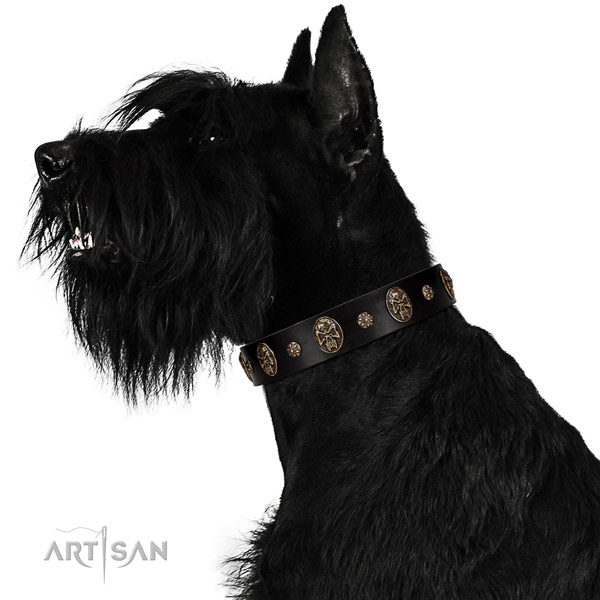 Basic training dog collar of natural leather with top notch studs