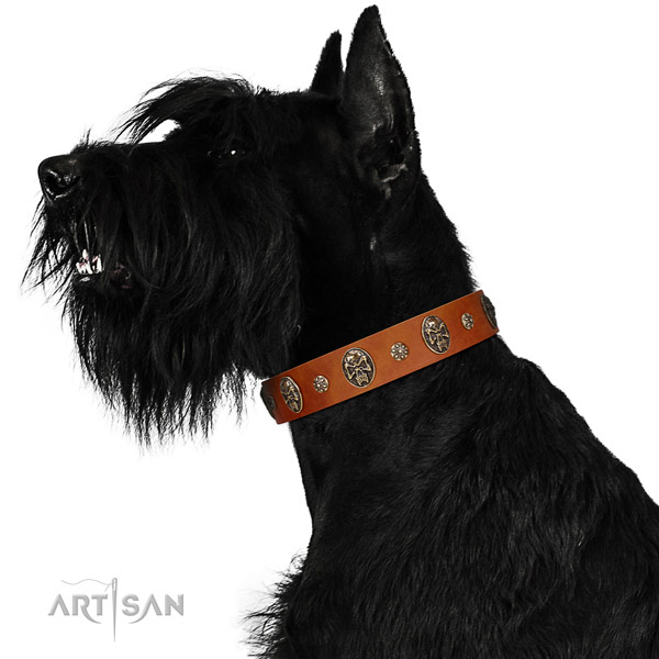 Basic training dog collar of natural leather with impressive studs