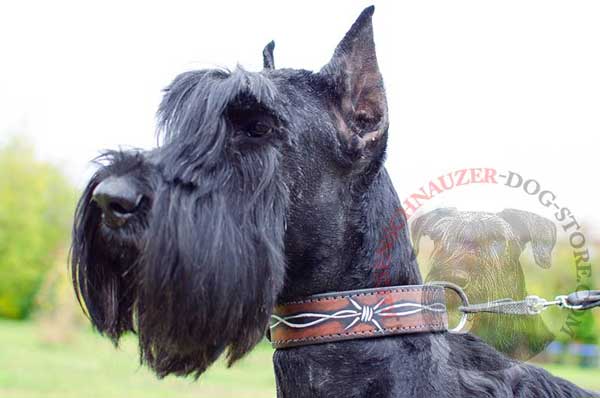 Leather Barbed Wire Collar for Riesenschnauzer Comfortable Walking and Training 