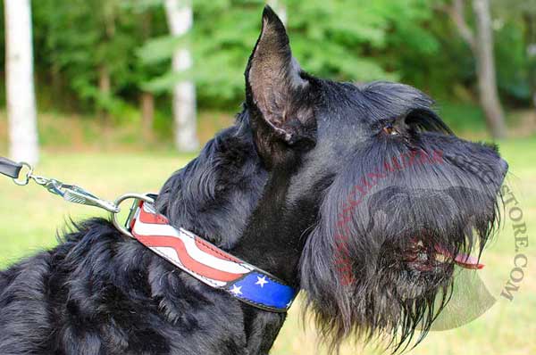 USA Flag Painted Leather Collar for Riesenschnauzer Walking and Training