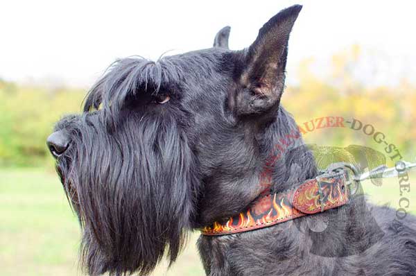 Burning Painted Leather Riesenschnauzer Collar for Effective Training and Daily Walking