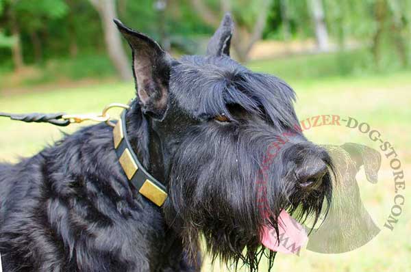 Riesenschnauzer Leather Collar with Brass Plates for Comfortable Walking and Training
