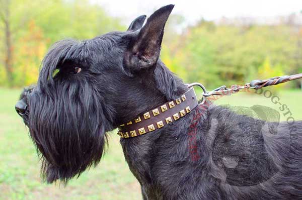 Leather Riesenschnauzer Collar Decorated with Brass Fittings for Stylish Walks