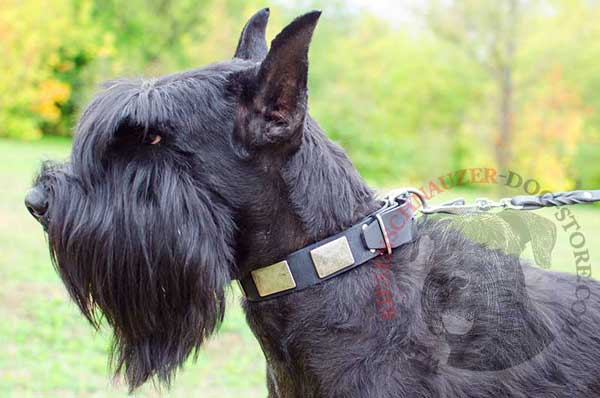 Leather Plated Collar for Riesenschnauzer Walking in Style