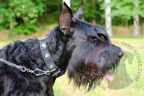 Design Leather Collar for Riesenschnauzer Walking in Style